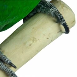 Aire De Jeux En Bois De Java Avec Socle - Small - Back Zoo Nature 14 Aire De Jeux En Bois De Java Avec Socle - Small - Back Zoo Nature -Oiseau Soldes Boutique aire de jeux en bois de java avec socle small back zoo nature zf1112 back zoo nature aire de jeux en bois de java avec socle et 1 6