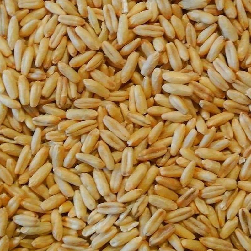 Avoine Pelée 25kg - Duvo 2 Avoine Pelée 25kg - Duvo – Image 2