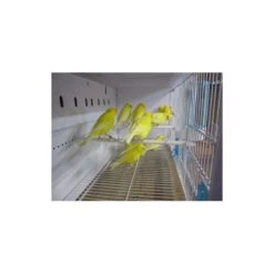 Batterie De 12 Cages 64x30x34 Modèle Champion- New Canariz -Oiseau Soldes Boutique batterie de 12 cages 64x30x34 modele champion new canariz 3000 new canariz livree avec un systeme de rouleaux de papier comme fo 2