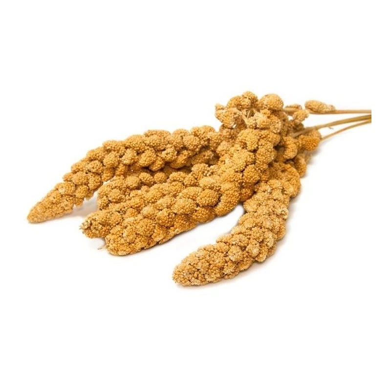 Millet En Grappes En Seau De 5kg - Ornibird 2 Millet En Grappes En Seau De 5kg - Ornibird – Image 2