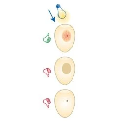 Mire Oeufs - Fauna -Oiseau Soldes Boutique mire oeufs fauna 14340 fauna birdproducts ce stylo permet de controler la fecondite des oeufs il est livre avec 2 piles 3